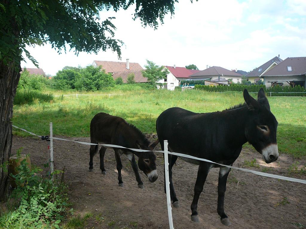 Penzion U Stoly Usilne Bagian luar foto